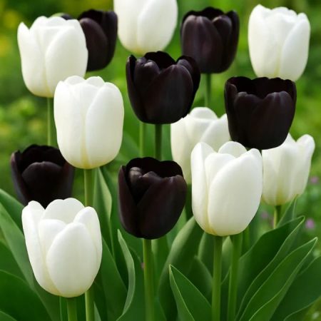 Тюльпани День і ніч (8 шт)