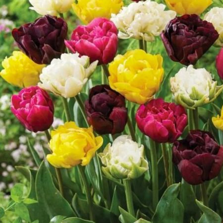 Тюльпан Махровий Мікс (5 шт)