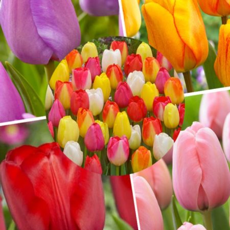 Тюльпан Мікс (10 шт)