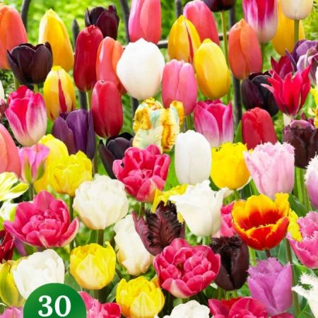 Тюльпан Мікс (30 шт)