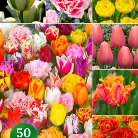 Тюльпан Мікс (50 шт)