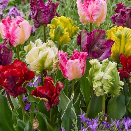 Тюльпани Папугові Мікс (10 шт)